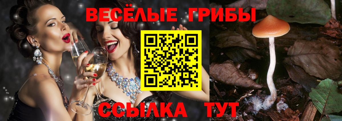Псилоцибиновые грибы прущие грибы  Вход с VPN  Чернушка 
